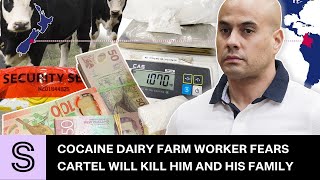 Cocaine dairy farm worker fears cartel will kill him and his family  Stuffconz [upl. by Eural]