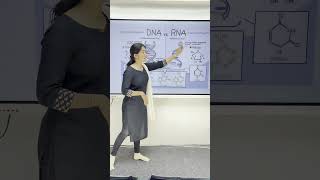 DNA amp RNA Structure 🧬  NCERT Biology Class 1112  Simplified [upl. by Hedgcock490]