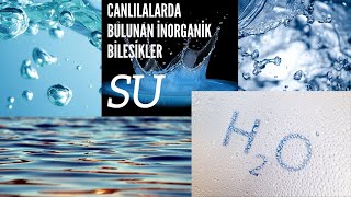 8 Canlılarda Bulunan İnorganik Bileşikler  SU 9SINIF [upl. by Wenn]