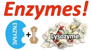 Enzymes Mr Ws Enzyme Song [upl. by Ecirpac125]