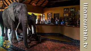 The Elephants that came to dinner 🐘🐘🐘  Mfuwe Lodge Zambia [upl. by Seymour241]