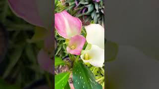 Calla Lilly callalily lilly bulbs flowerbud floweringplants gardenlover plantslover seasonal [upl. by Zigrang295]