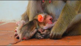 Congratulations To Luna On Giving Birth To A Beautiful New Baby 250624 monkey cute monkey [upl. by Clerissa383]