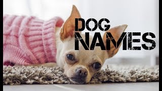 female Dog Names that start with c  YouTube [upl. by Llehcal733]