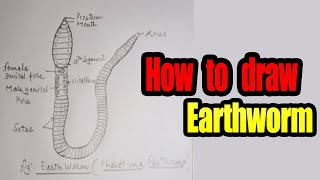 How To Draw EarthWorm  Easy way to draw figure of Earthworm  how to draw pheretima posthuma [upl. by Aneles333]