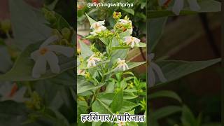 Night flowering jasmine plant  हरसिंगार  पारिजात  Harsingar Flower plant  Parijat Flower shorts [upl. by Drahcir853]