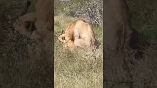 Mating lions spotted in Kruger 🦁 [upl. by Way]