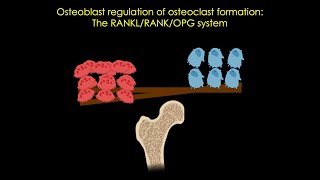 The RANKLRANKOPG system in bone [upl. by Aidole]