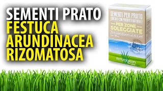 Festuca Arundinacea Rizomatosa Sementi per Prato [upl. by Banquer916]