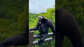 Crazy monkey  Monkey  monkeys video  baby monkey crazymonkey monkeys monkeyvideo monkeybaby [upl. by Cas]