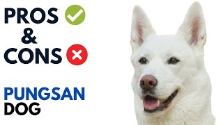 Pungsan Dog Pros and Cons  풍산개 Korean Phungsan Advantages and Disadvantages [upl. by Toddy]