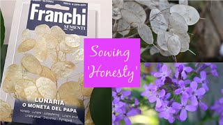 How to Sow Honesty Lunaria Annua Seeds  Cottage Garden Plants  with Germination Update [upl. by Silsby96]