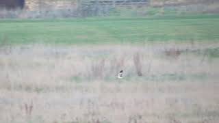 Hen Harrier Stanwick GPs 060119 [upl. by Adiehsar]