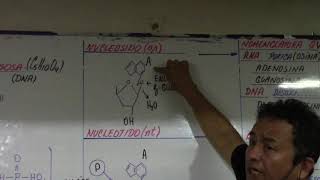 ÁCIDOS NUCLEICOS  DEFINICIÓN CARACTERISTICAS  COMPONENTES NUCLEOSIDOS  NUCLEOTIDOS [upl. by Nosnar24]