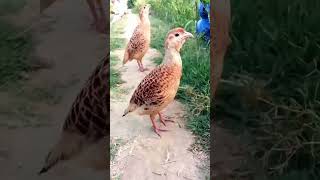 teetar soundpheasant soundpheasantpheasant callteetar sound [upl. by Anaitit]