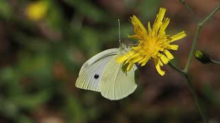 motyl bielinek kapustnik  Pieris brassicae the large white butterfly [upl. by Clive761]