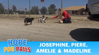 STOP DUMPING DOGS IN THE DESERT WTH is wrong with people puppy [upl. by Eanej]