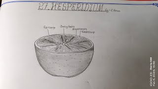 Drawing HESPERIDIUM Howtodrawhesperidium TheLefthandedArtist sameerartscitrus lemonorangedrawing [upl. by Berard]