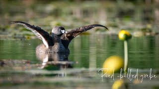 Piedbilled Grebe [upl. by Dleifniw]