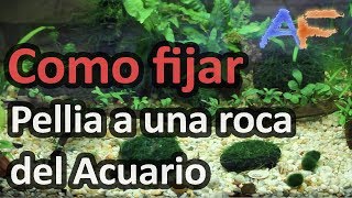 COMO FIJAR PELLIA Y MUSGOS A UNA ROCA O TRONCO DE TU ACUARIO  ACUARISMO FÁCIL [upl. by Giguere]