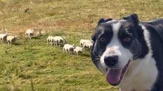 Amazing sheepdog working sheep on a Sunday [upl. by Eednac]