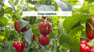 Crop rotation for soil planting [upl. by Anayek104]