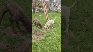 Lagotto Romagnolo training at home [upl. by Aksel]