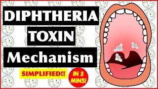 Diphtheria Toxin Mechanism of Action [upl. by Enyamart83]