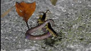 Centipede vs Earthworm  Tai Tam HK nature [upl. by Nauqal641]