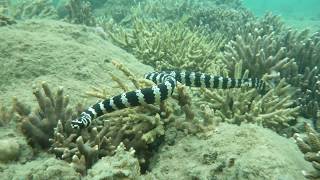 Industrial Melanism in a Seasnake Curr Biol Aug 10 2017 Vol 27 Issue 16 [upl. by Nitsu544]