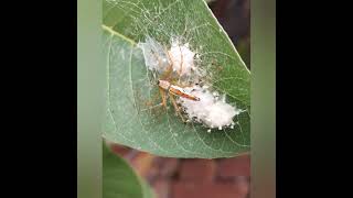 Spiralling whitefly and an insect on guava leave shorts plants [upl. by Holli]