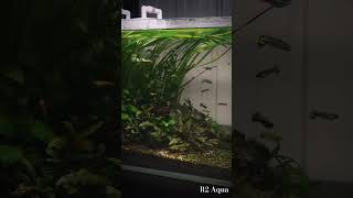 Beauty planted aquarium viralvideo fishaquarium shortsfeed tranding fishtank aquarius nature [upl. by Erreip]