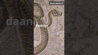 Vasuki Indicus the largest snake 🐍 facts funfacts nature naturefacts titanoboa shorts hindi [upl. by Maurey]