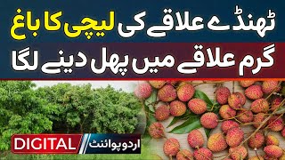 Thande Ilaqe Ka lychee Ka Bagh Garam Ilaqe Mein Fruit Dene Laga [upl. by Nalhsa]