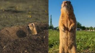 Pet Prairie Dog TotallyHolds His Own WhilePlaying with Bulldogs atPark [upl. by Ttereve]