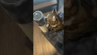 Cat tree for Tito cats cattree chewy meow viralvideo [upl. by Ahsiener647]