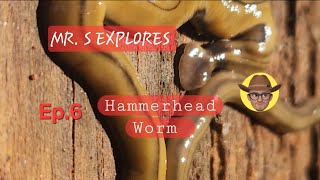 Hammerhead Worm chrisschilke4910 Mr S Explores Episode 6 [upl. by Ecyar]