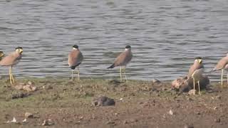 Yellow Wattled Lapwings gathering [upl. by Eide]