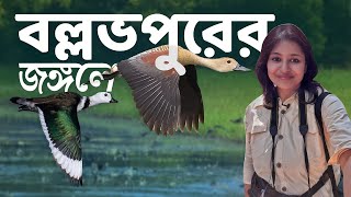 বল্লভপুরের পাখি  Ballavpur Wildlife Sanctuary amp Deer Park  Offbeat Shantiniketan [upl. by Suivatal]