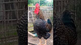 Sonríe Cada mañana hay un gallo cantando para tí feedshorts gallo [upl. by Ahsinyd]