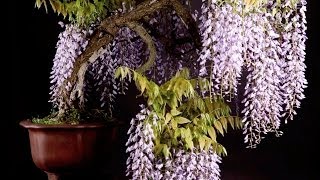 Wisteria Bonsai tree [upl. by Ariem]