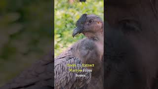 The Majesty of California Condors [upl. by Haissi]