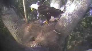 Both Delta Eaglets Fall from the Nest [upl. by Chet]