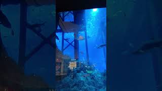 Dubai Mall aquarium aquarium dubaimall foryou [upl. by Aihgn]