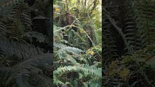 Quinault Rain Forest Washington [upl. by Isnyl547]