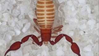 Two New Species Of Pseudoscorpion Found In Grand Canyon Cave [upl. by Setiram]