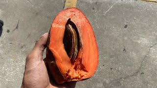 Mamey REVIEW EXOTIC FRUIT [upl. by Ewnihc]