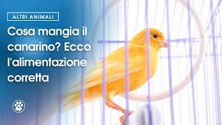 Cosa mangia il canarino Ecco lalimentazione corretta  Amoreaquattrozampeit [upl. by Che]