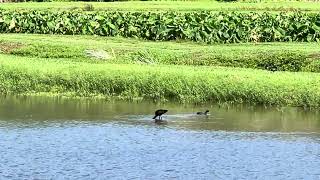 Whitefaced Ibis [upl. by Kistner]