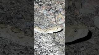 Identification Features of the Western Diamondback Rattlesnake Crotalus atrox [upl. by Hong]